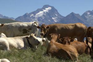2000 Moutons sur les Pistes : L'Armée Secrète de l'Écologie à l'Alpe d'Huez